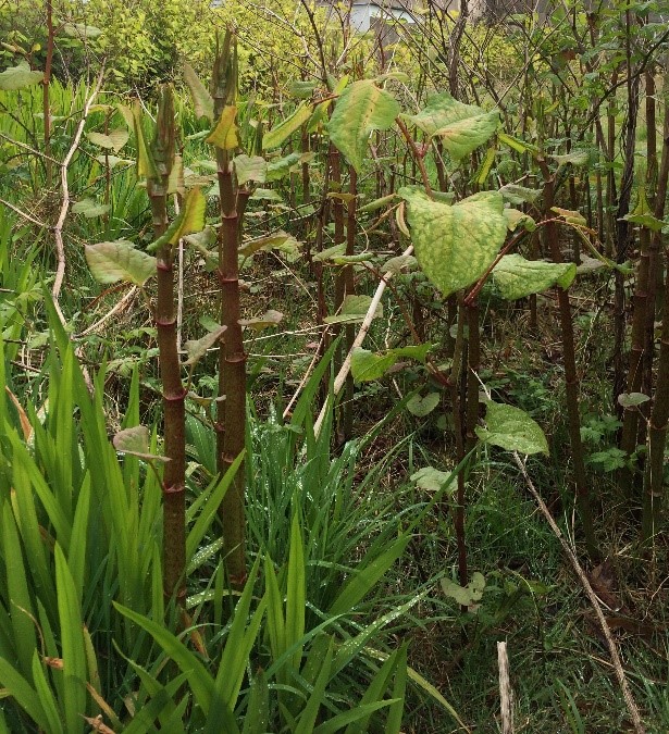 fallopia
